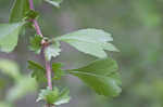 Littlehip hawthorn